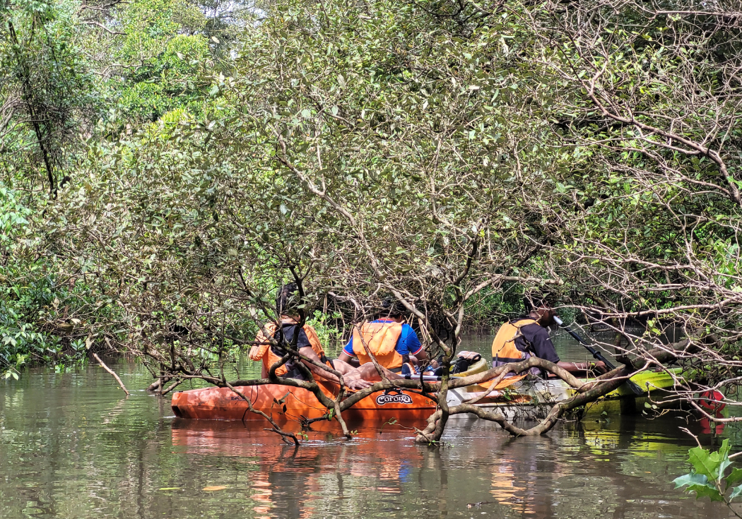 Sanctuary Mangrove Kayaking